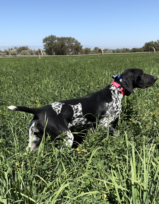 9 Mile Kennels My Store